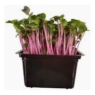 Klíčky China Rose 100g