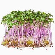 Klíčky ředkvičky 100g