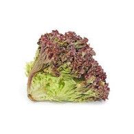 Salát Lollo rosso ks
